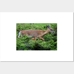 Mother and child reunion - White-tailed Deer Posters and Art